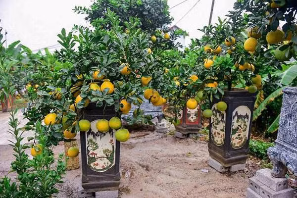 Buoi bonsai co nho “doc la” hut khach choi Tet