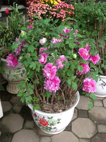 Cụ thể một chậu hoa mẫu đơn giá khoảng 4 triệu đồng gồm 5-8 thân, có khoảng 20 bông hoa.