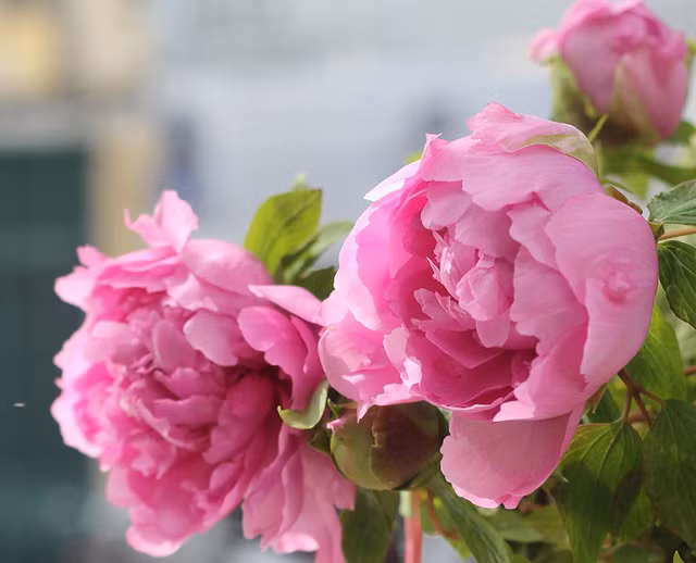 “Mặc dù đắt đỏ là thế nhưng có khách vẫn đặt cả chục cây để đi tặng, biếu đối tác”, chị Kim Vân, chủ một cửa hàng hoa ở Hà Nội cho hay.