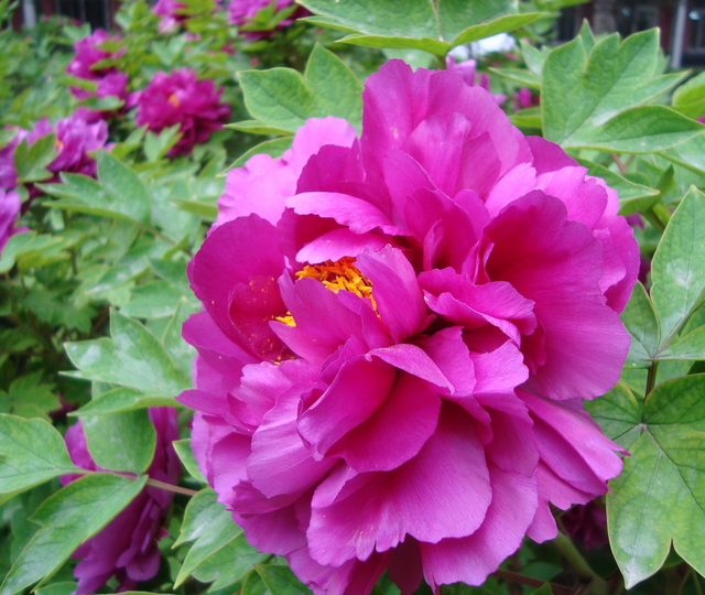 Trung bình mỗi cây mẫu đơn có giá 3- 5 triệu đồng. Những cây đẹp có thể lên tới 8 triệu đồng/cây.