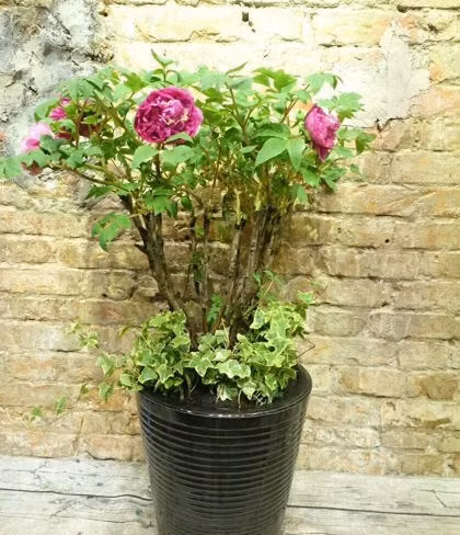 Với vẻ đẹp thanh nhã và quý phái, hoa mẫu đơn biểu trưng cho sự tôn quý, vương giả.