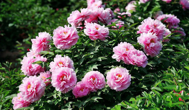 Với chậu giá 8 triệu thường là chậu đôi, số lượng thân và hoa cũng nhiều gấp đôi. Trung bình có khoảng 15- 20 thân và có khoảng 30- 40 nụ hoa.