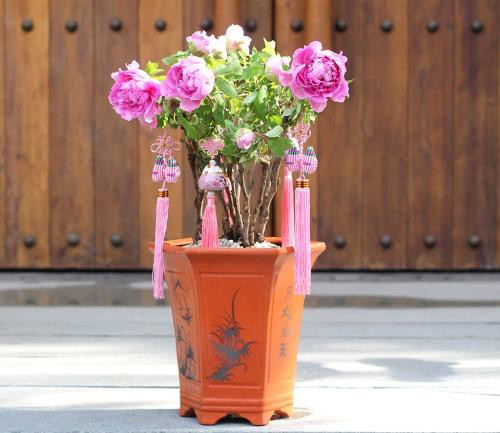 Việc trồng và chăm sóc cây hoa này khá phức tạp hơn các loại cây hoa, cây cảnh khác vì mẫu đơn khá nhạy cảm.