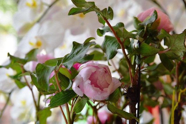 Ngoài những loài hoa được phổ biến dùng trong ngày Tết truyền thống như hoa cúc, đào, mai hay lan hồ điệp, địa lan… thì thị trường hoa Tết đặc biệt có sự xuất hiện của loài hoa mẫu đơn trồng chậu nhập khẩu.