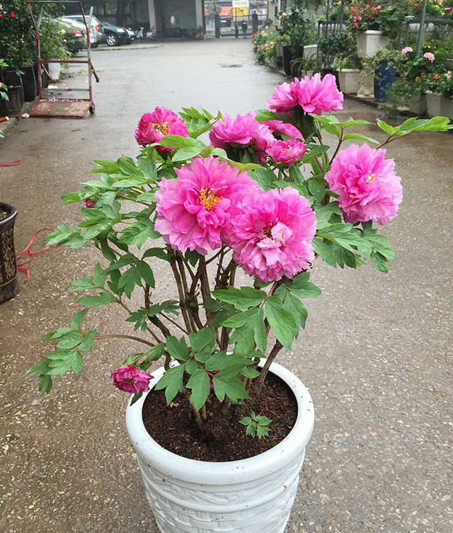 Cây mẫu đơn là cây ưa sáng nhưng sợ nóng, do đó sau thời điểm Tết phải để cây ở ngoài trời, khu vực mát mẻ, có ánh sáng nhưng không quá nắng.