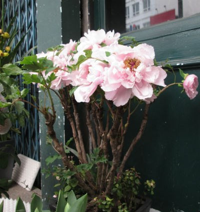 Nhiều gia đình chọn mua loại hoa này để chưng trong nhà dịp Tết với ước muốn thịnh vượng và hạnh phúc cho gia đình trong năm mới.