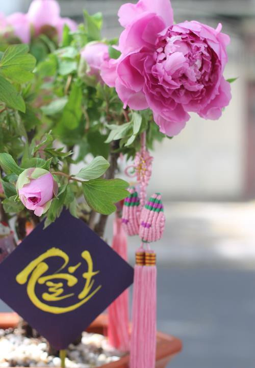 Để cây có thể phát triển tốt, người bán phải đặt mẫu đơn trong nhà, buổi tối đem cây ra ngoài trời.