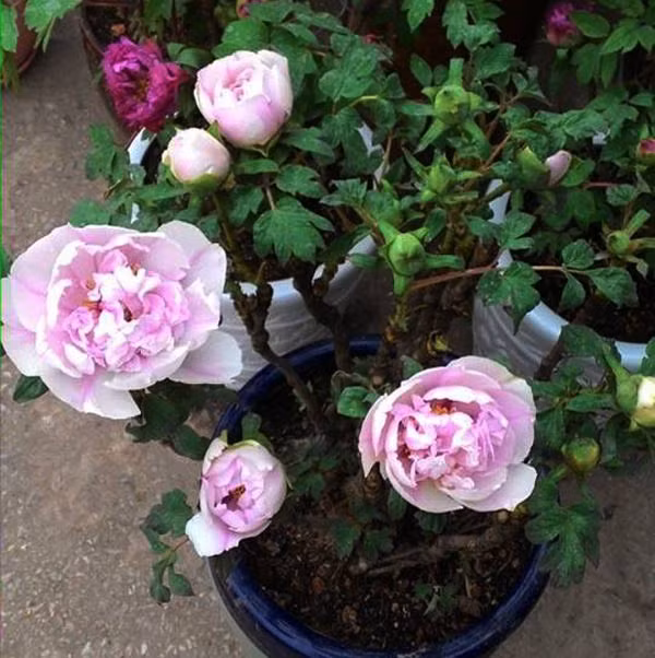 Sau dịp Tết, người chơi có thể gửi cây đến các vùng địa lý như Sapa, Tam Đảo, Đà Lạt để cây sinh trưởng và ra hoa vào năm tới.