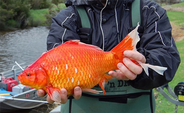 Day la nhung ly do ban khong nen tha ca vang ve tu nhien-Hinh-3