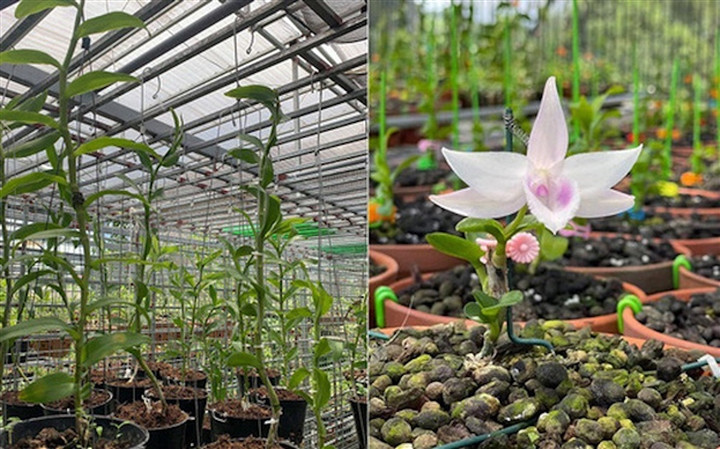 Loat thuong vu lan dot bien khien nguoi mua gio chi muon... “dot tu”