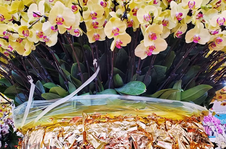 “Tác phẩm được hoàn thiện 100% từ dòng hoa Đà Lạt Việt Nam. Bản thân tôi và các cộng sự rất mong muốn tìm được một chủ nhân xứng tầm, hiểu đúng và sâu về giá trị của cây lan”, chủ nhân chậu lan bày tỏ.