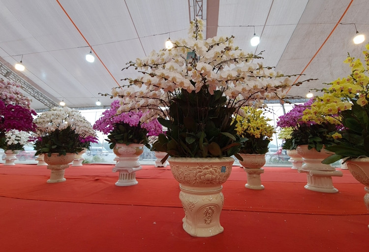 Trung bình giá một chậu lan hồ điệp ở đây giao động từ vài triệu đến vài trăm triệu đồng. Giá bán lẻ theo cành từ 300 nghìn đồng đến 500 nghìn đồng.