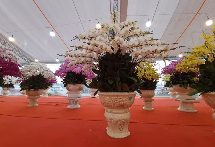 Trung bình giá một chậu lan hồ điệp ở đây giao động từ vài triệu đến vài trăm triệu đồng. Giá bán lẻ theo cành từ 300 nghìn đồng đến 500 nghìn đồng.