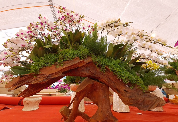 Ngoài trồng trong chậu, các cành lan hồ điệp còn được trồng trong gỗ lũa (phần lõi của gốc cây cổ thụ), với nhiều loại như hương, lim, sến... với tạo hình uyển chuyển, đẹp mắt.