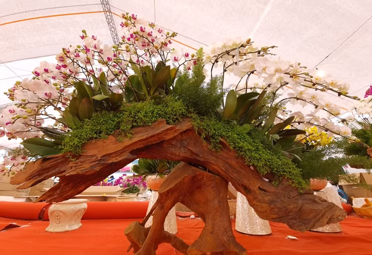 Ngoài trồng trong chậu, các cành lan hồ điệp còn được trồng trong gỗ lũa (phần lõi của gốc cây cổ thụ), với nhiều loại như hương, lim, sến... với tạo hình uyển chuyển, đẹp mắt.