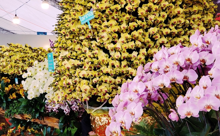 Hiện tại, chậu lan hồ điệp trị giá hơn 1 tỷ đồng đang được đặt ở gian hàng của một nhà vườn trước cửa sân vận động quốc gia Mỹ Đình, Hà Nội.