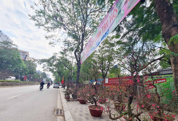 Nhiều gốc đào cảnh được bày bán đã bung nở hoa, thậm chí người bán phải cắt tỉa bớt hoa đã tàn. Tuy nhiên, lượng khách đến khu vực chợ này lại khá thưa thớt.
