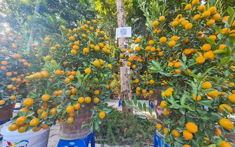 Để phòng chống dịch COVID-19, khách mua quất, đào, lan,… trên đường Lạc Long Quân được yêu cầu quét mã QR.