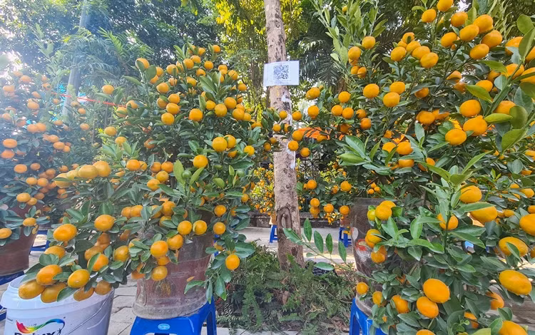 Để phòng chống dịch COVID-19, khách mua quất, đào, lan,… trên đường Lạc Long Quân được yêu cầu quét mã QR.