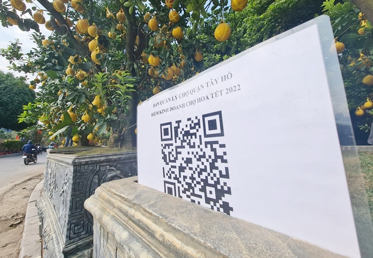 Nhiều gốc bưởi Diễn cổ thụ có giá trung bình khoảng 40-50 triệu đồng/gốc cũng chờ "đại gia" rước về chơi Tết.