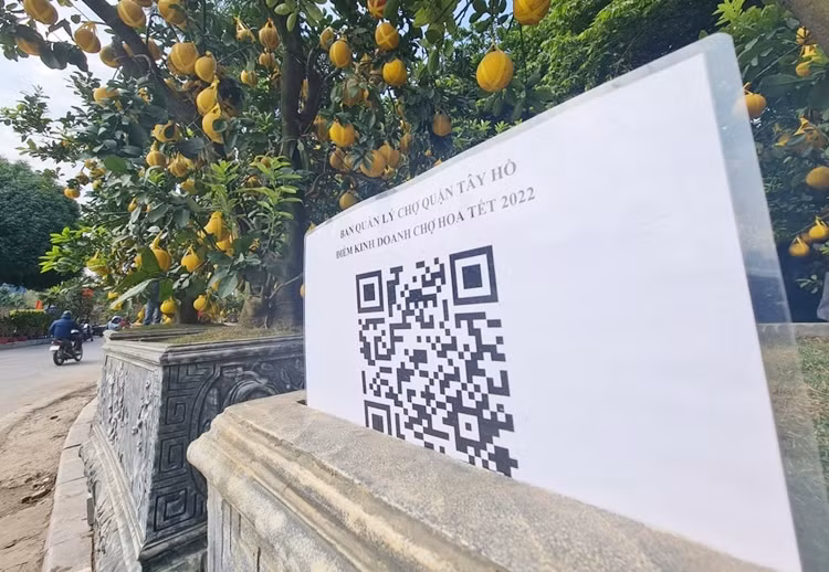 Nhiều gốc bưởi Diễn cổ thụ có giá trung bình khoảng 40-50 triệu đồng/gốc cũng chờ "đại gia" rước về chơi Tết.