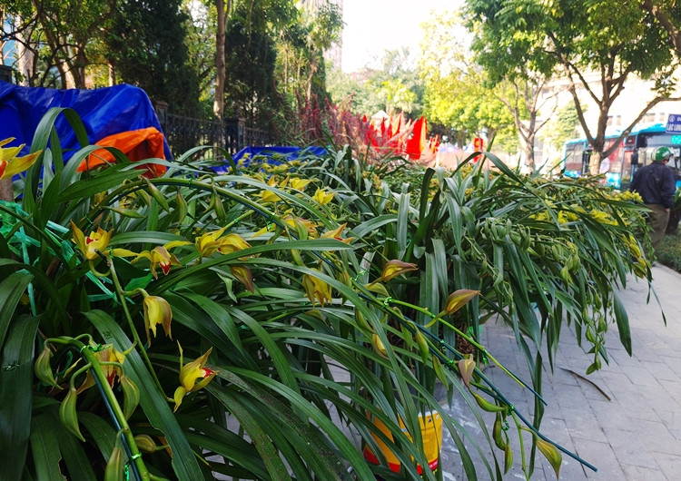 Bước vào vụ hoa Tết, các tiểu thương bán hoa, cây cảnh đều mong khách “sộp”. Thế nhưng, có lẽ tâm lý lo sợ vì dịch bệnh vẫn diễn biến phức tạp nên nhiều người không tập trung đến chỗ đông, bởi vậy thị trường hoa Tết tại mới rơi vào cảnh trầm lắng.