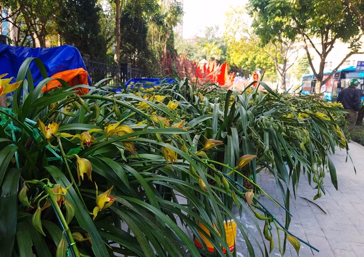 Bước vào vụ hoa Tết, các tiểu thương bán hoa, cây cảnh đều mong khách “sộp”. Thế nhưng, có lẽ tâm lý lo sợ vì dịch bệnh vẫn diễn biến phức tạp nên nhiều người không tập trung đến chỗ đông, bởi vậy thị trường hoa Tết tại mới rơi vào cảnh trầm lắng.