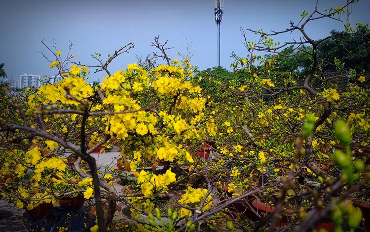 Mai vàng Bình Định được ưa chuộng không chỉ bởi có bề ngoài có màu vàng rực mà còn có dáng thế đẹp, đa dạng.