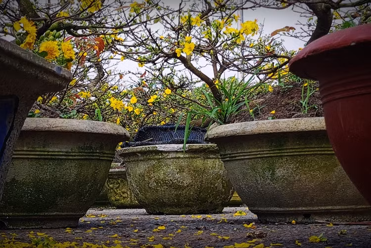 Các chậu mai vàng vượt hàng nghìn cây số đến với người dân thủ đô đón Tết nguyên đán Nhâm Dần 2022.