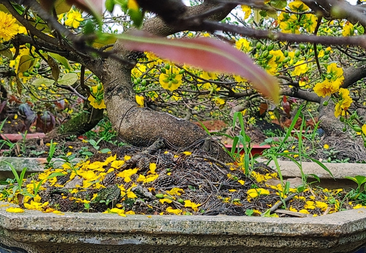 Nhiều người quan niệm rằng, nếu mai nở đều trong ngày Tết sẽ mang lại phú quý, phồn thịnh cho gia chủ.