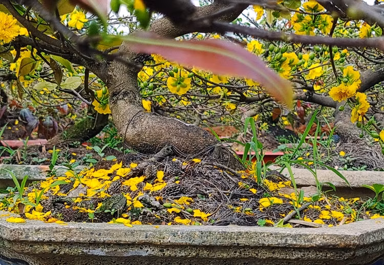 Nhiều người quan niệm rằng, nếu mai nở đều trong ngày Tết sẽ mang lại phú quý, phồn thịnh cho gia chủ.