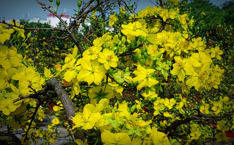 Cũng theo anh Thanh, giá mai vàng năm nay dao động từ 1,6 triệu trên dưới chục triệu đồng một cây. So với năm ngoái, giá mai vàng Bình Định đưa ra Hà Nội năm nay không chênh lệch là mấy.