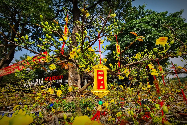 Mai vàng Bình Định bung nở rực rỡ, nhuộm vàng góc phố Hà Nội chào đón xuân mới.