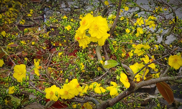 Những cánh mai vàng từ đất võ Bình Định khoe sắc rực rỡ dưới trời đông Hà Nội.