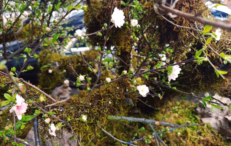 Nhất chi mai là dòng cây có dáng thanh mảnh, thường ra hoa đúng dịp Tết Nguyên đán.