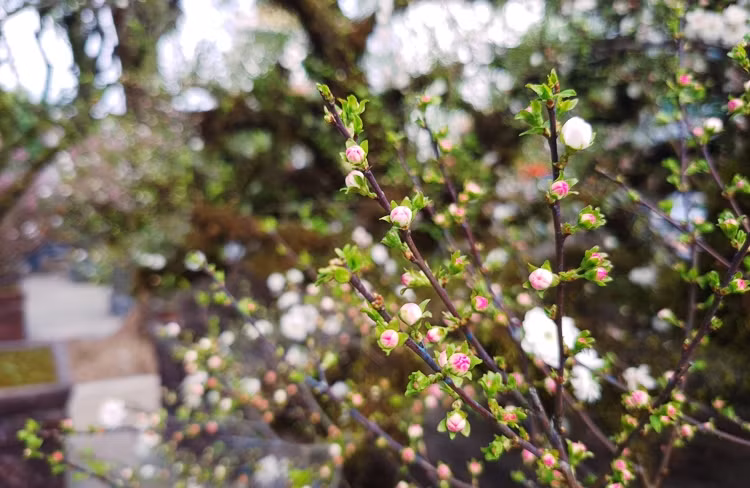 Hoa mai có màu đỏ trắng với vẻ đẹp nhẹ nhàng, mang lại sự may mắn trong năm mới.