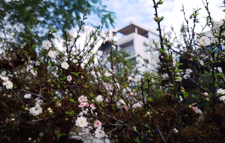 Hoa mai đua nhau nở đỏ trắng trên bầu trời Thủ đô.