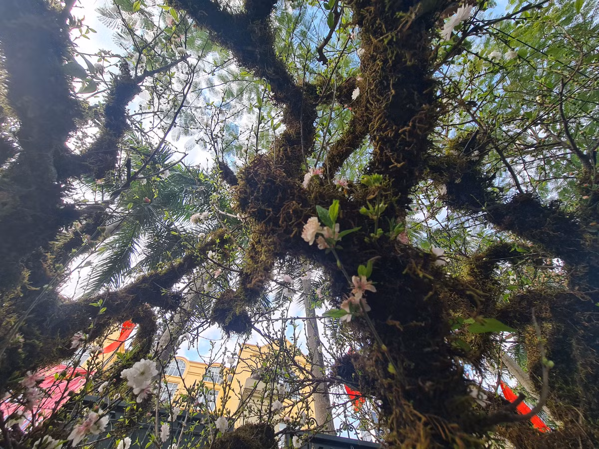 Các cây mai đều được tạo "dáng độc", thân phủ rêu xanh.