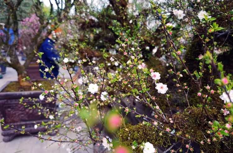 Phần thân của 9 cây mai được phủ kín rêu xanh, có đủ nụ, lộc lá và hoa.