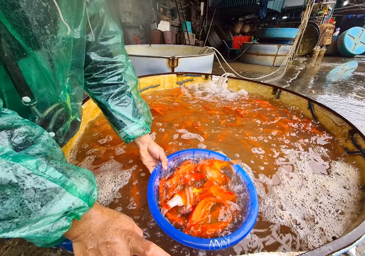 Vì thế, cá chép được chọn là lễ vật không thể thiếu cho ngày Táo quân về trời trong văn hóa truyền thống của người Việt.