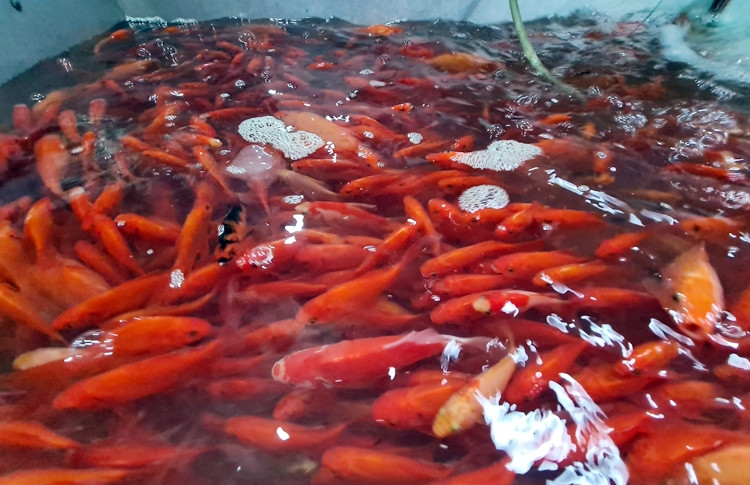 Khi cá được đưa về các chợ bán lẻ, giá bán sẽ được tính theo từng con. Trung bình cá chép cúng ông Công, ông Táo sẽ bán với giá 20.000 đồng -40.000 đồng/3 con, tùy từng loại.