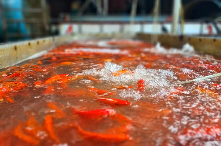 Tiểu thương cho biết, giá cá chép vàng và đỏ sáng ngày 23/1 dao động từ 220.000 đến 250.000 đồng/kg.