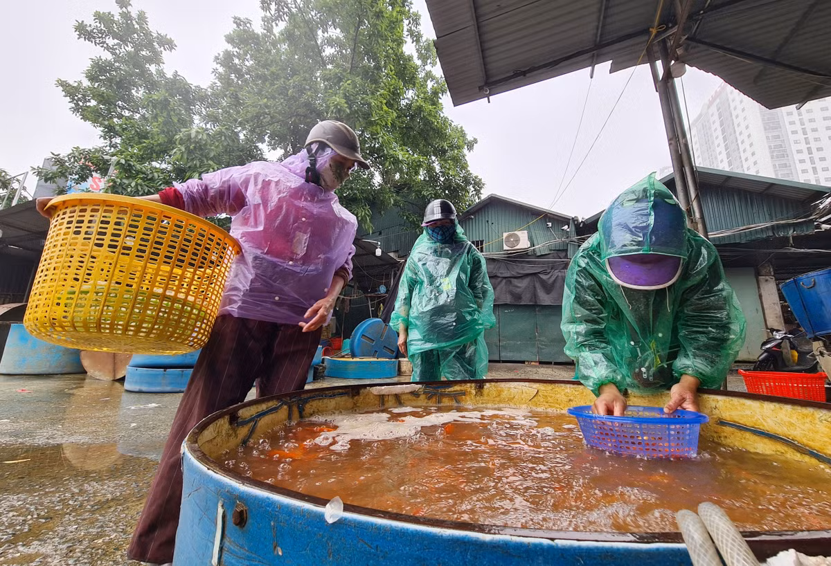 Người xưa quan niệm rằng, vào ngày 23 tháng Chạp, Táo quân sẽ cưỡi cá chép hóa rồng lên Thiên đình báo cáo tất cả việc làm tốt và chưa tốt của con người trong năm qua.
