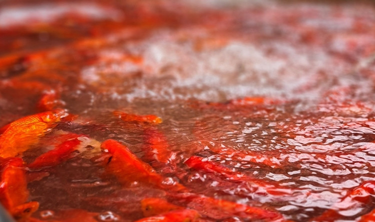 Tại chợ cá Yên Sở, có 2 loại cá chép được bán chủ yếu phục vụ cho lễ cúng ông Công ông Táo là cá chép đỏ và cá chép vàng.