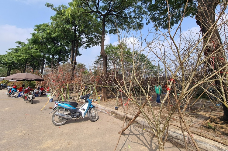 Những cành đào rừng với chiều cao vài mét, được bó, dựng chùm vào nhau theo hình chữ “A”.