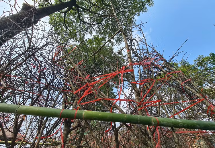 Dịp Tết nguyên đán năm nay, đào rừng không phải dán tem truy nguồn gốc xuất xứ do vùng đào trồng đã được xác nhận.