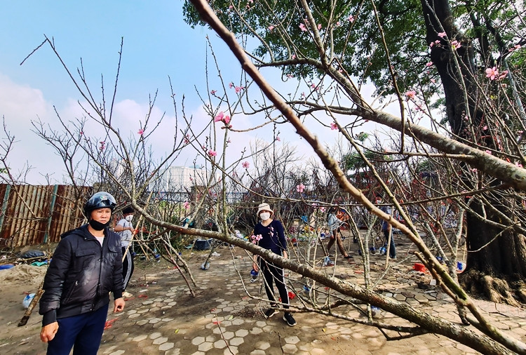 Nhiều năm trở lại đây, đào rừng mang vẻ đẹp hoang dại của núi rừng trở thành mặt hàng được ưu chuộng tại thị trường hoa Tết Nguyên đán.