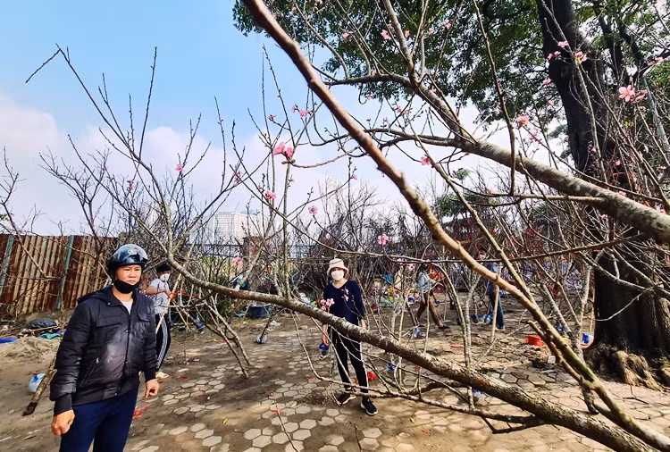 Nhiều năm trở lại đây, đào rừng mang vẻ đẹp hoang dại của núi rừng trở thành mặt hàng được ưu chuộng tại thị trường hoa Tết Nguyên đán.