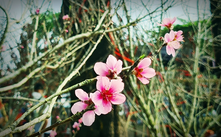 Tuy nhiên, các tiểu thương cho biết đào rừng ở thị trường Tết năm nay đang chung cảnh ế ẩm, đìu hiu.