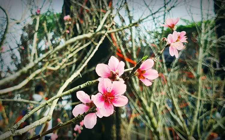 Tuy nhiên, các tiểu thương cho biết đào rừng ở thị trường Tết năm nay đang chung cảnh ế ẩm, đìu hiu.